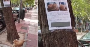 Appendono i volantini per ritrovare il gatto smarrito e lui è comodamente seduto in strada a guardare la sua foto