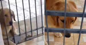 Golden Retriever era triste dietro il cancello di casa: una coppia lo ha notato e ha deciso di aiutarlo (VIDEO)