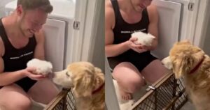 Anziano Labrador Retriever fa amicizia con dei dolci gattini (VIDEO)