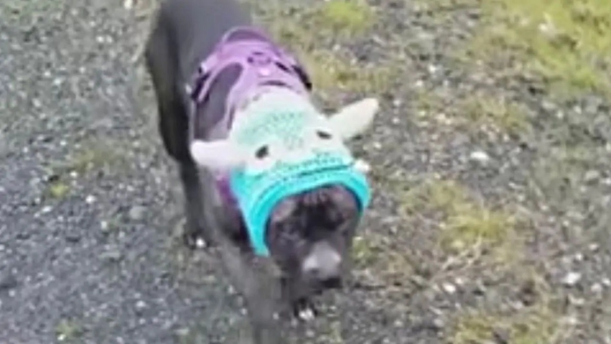 cagnolino con cappello