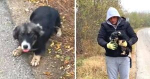 Cagnolina abbandonata dal suo proprietario scodinzola quando un uomo la raccoglie dal ciglio della strada