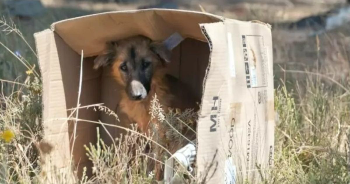 Cane in una scatola di cartone