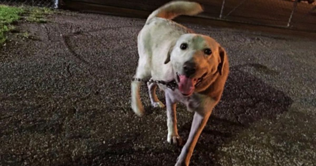 Cagnolina al guinzaglio