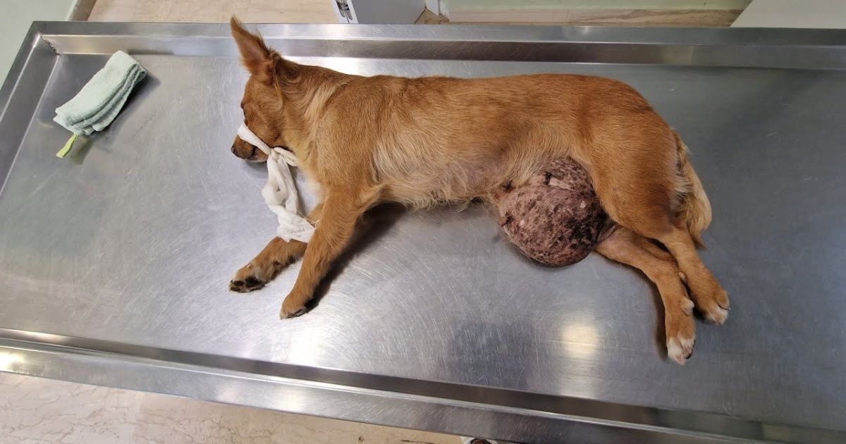 Cagnolina con l'ernia