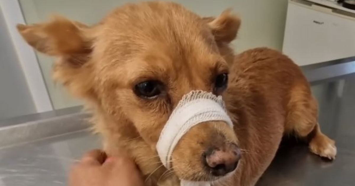 Cagnolina con una benda