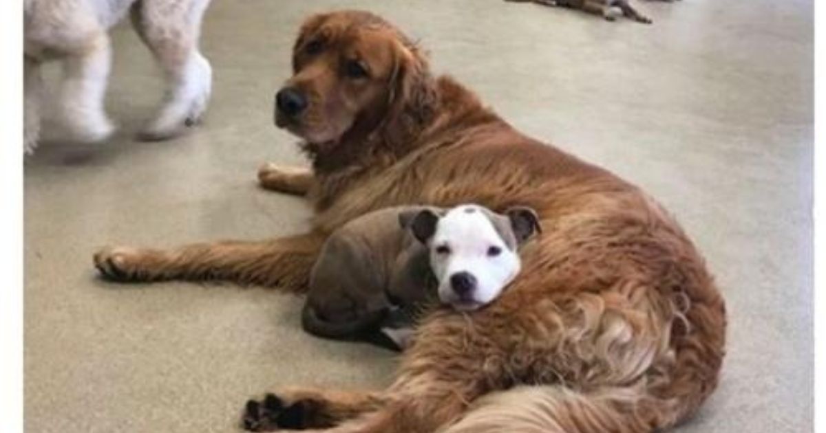 Cagnolina riposa mettendo la testa sul fido