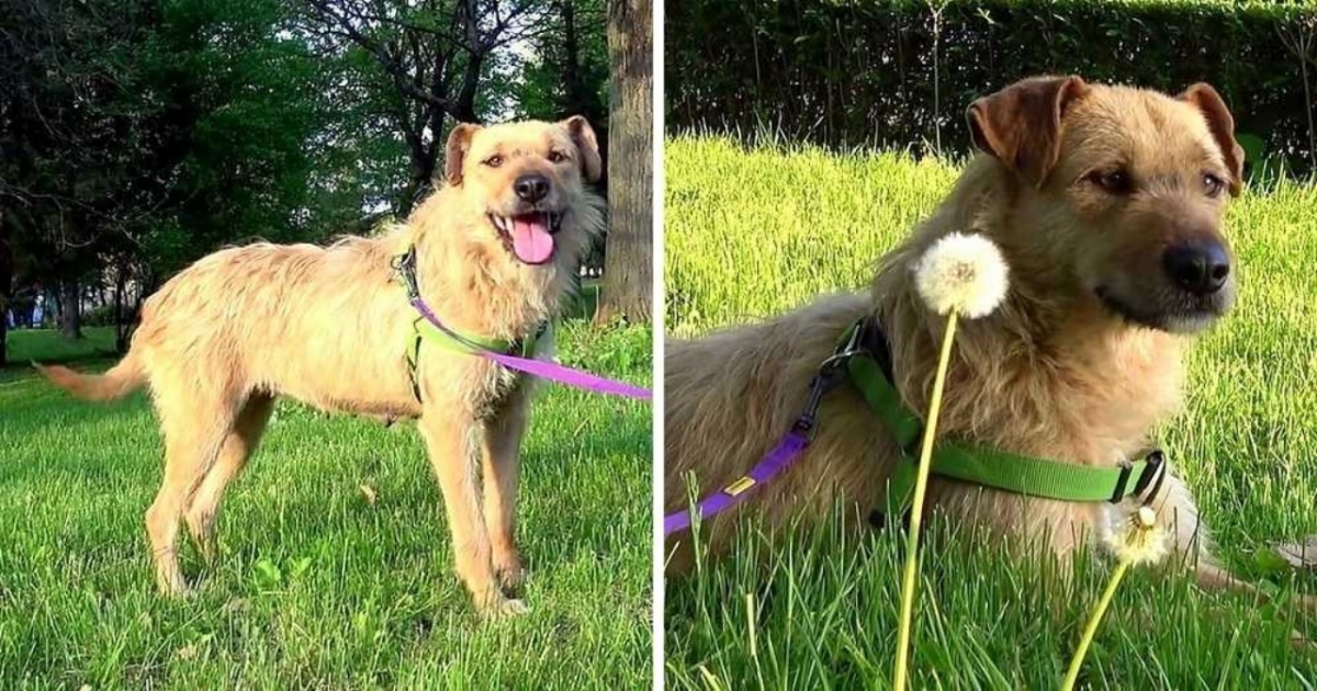 cagnolina felice