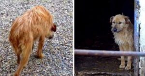 Cagnolina viene portata in canile e il suo sguardo si spegne (VIDEO)