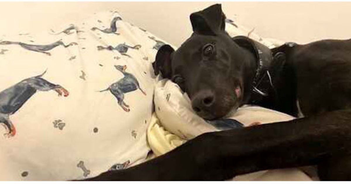 Cagnolino con la testa sul cuscino