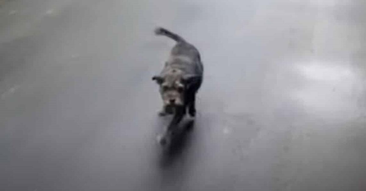 Cagnolino ritrova il suo umano dopo essere scomparso: l'incontro è ...