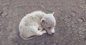 Cagnolino triste e pieno di pulci viene salvato appena in tempo (VIDEO)