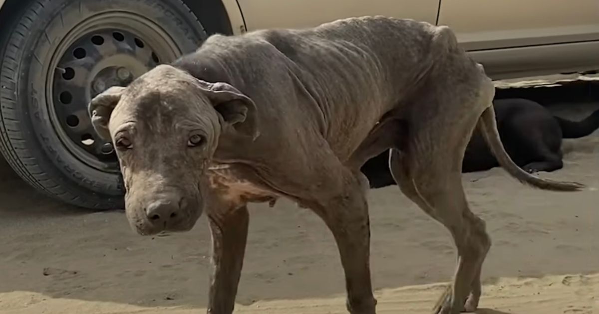 Cane scheletrico