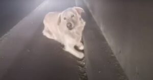 Cagnolino viene salvato dopo essere stato trovato in autostrada con le gambe rotte (VIDEO)