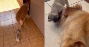 Carlino non lascia il Golden Retriever neanche per un minuto da solo (VIDEO)