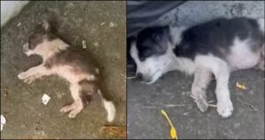 Compassionevole donna si lancia in una corsa contro il tempo per salvare due cuccioli svenuti sul marciapiede (VIDEO)