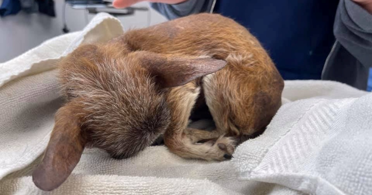 cagnolino accovacciato