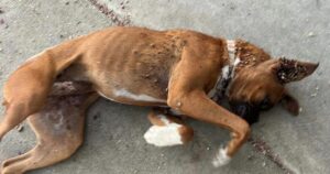 Cucciola di boxer coperta di zecche crolla nel vialetto di uno sconosciuto in cerca di aiuto