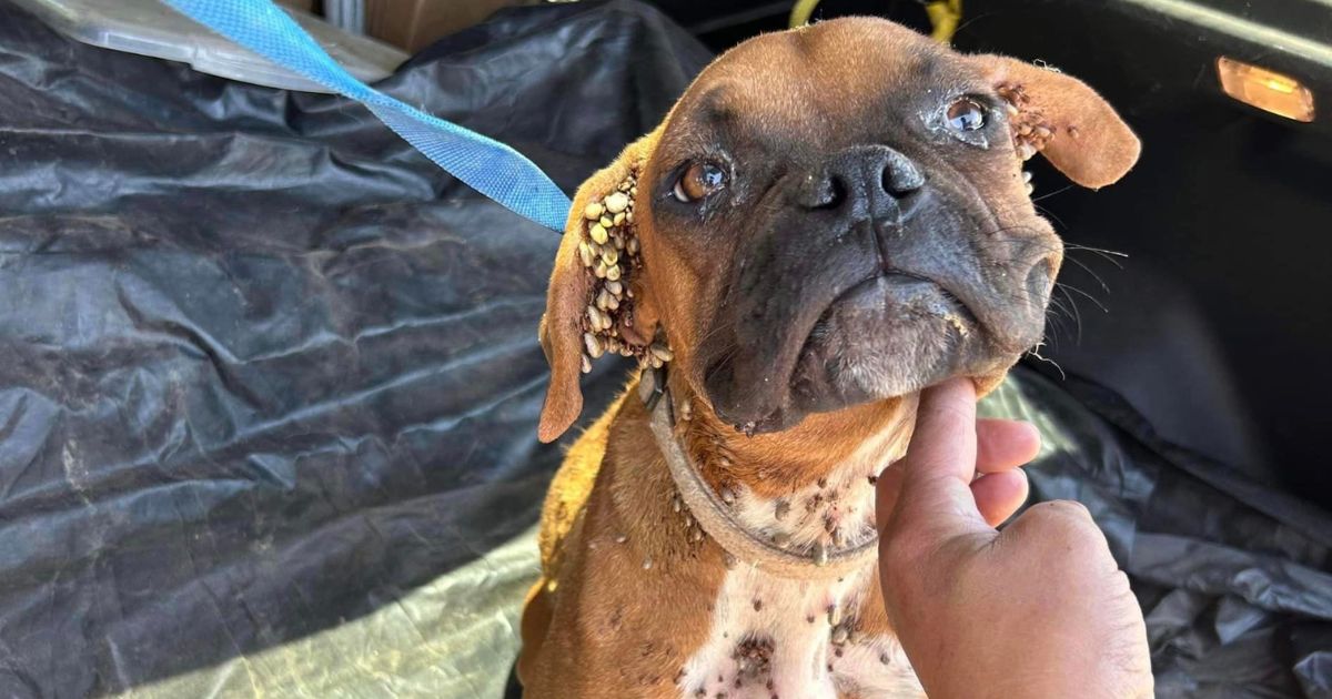 Cucciola di boxer piena di punture di zecche