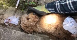 Cucciola stava per morire in un fosso, ma un uomo è riuscito a salvarle la vita (VIDEO)