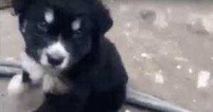 Cucciolo implora i passanti di assistere la mamma esausta e disabile (VIDEO)