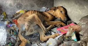 Cagnolino pelle ed ossa abbandonato trova rifugio in una discarica nonostante la mancanza di cibo: solo lì si sente al sicuro dagli umani