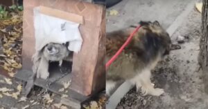 Da anni di prigionia a un barlume di speranza: lo straziante viaggio di un cane da salvataggio (VIDEO)