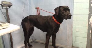Dixie, la Labrador che aspetta da un mese in rifugio: la sua famiglia non è mai tornata a prenderla