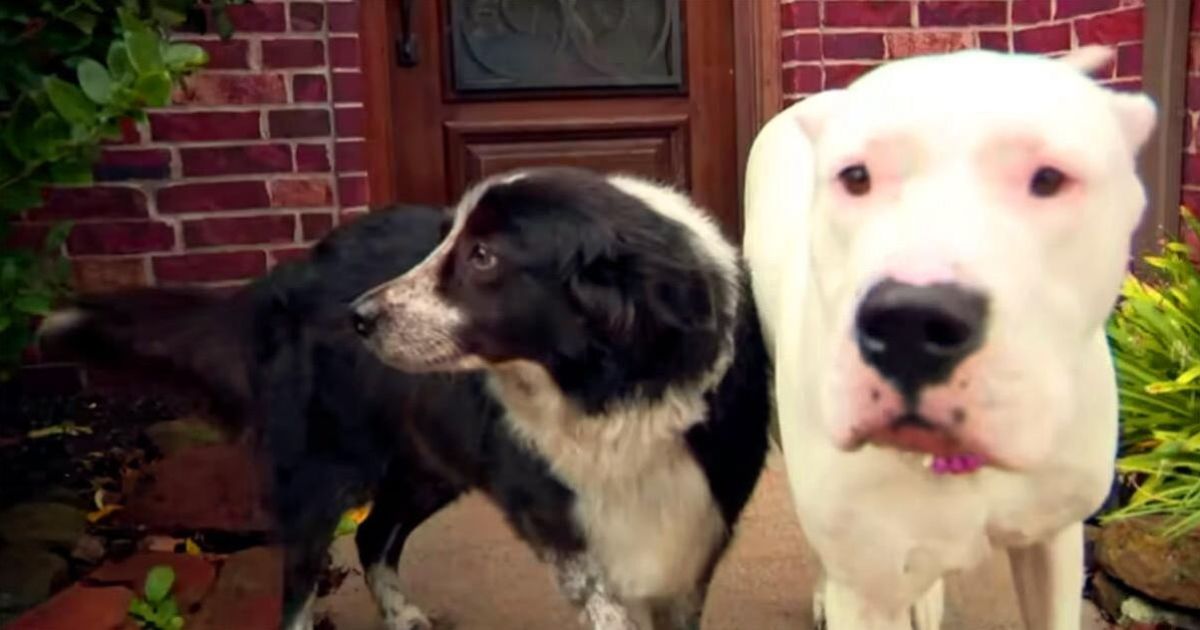 Border Collie e Dogo Argentina