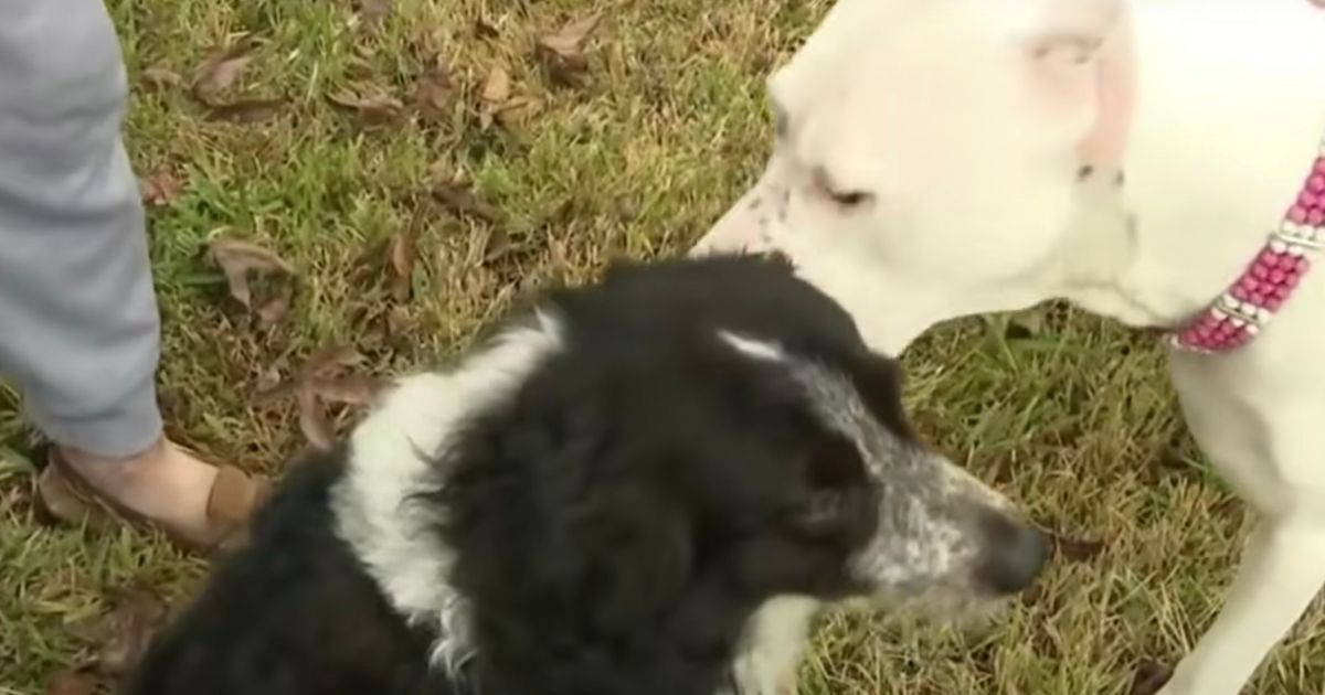 Amicizia Border Collie e Dogo Argentina