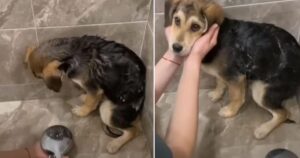 Donna conforta cagnolina terrorizzata e la aiuta a riprendersi (VIDEO)