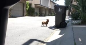 Dopo una vita di sofferenza, questo cagnolino è riuscito a trovare le persone giuste