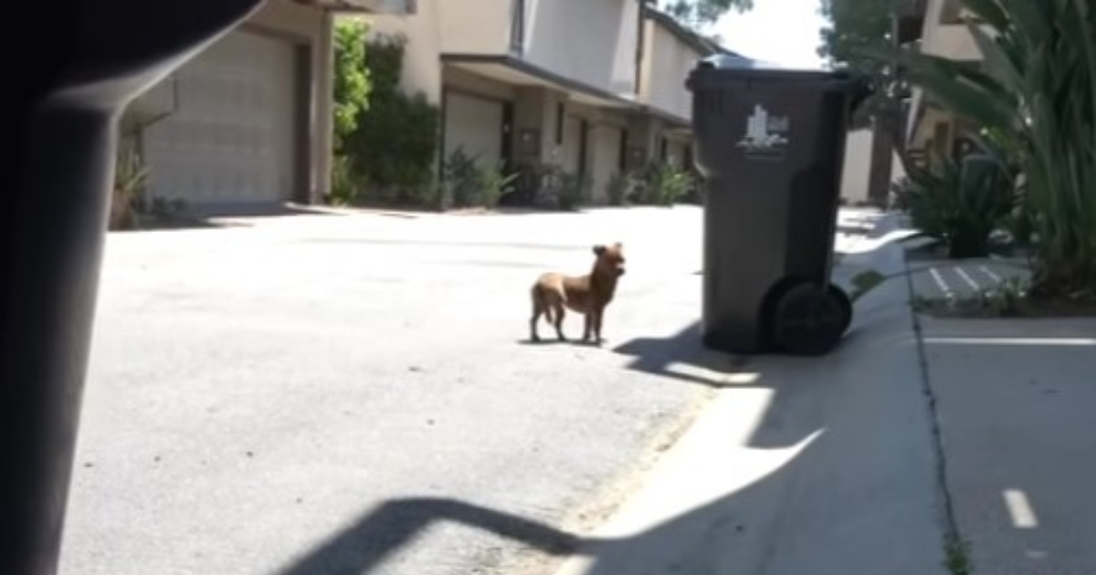 cagnolino in strada