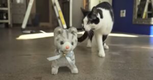 Due gattini adottano un peluche e diventa il loro nuovo migliore amico (VIDEO)