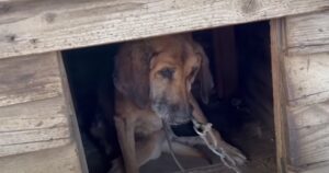Elvis, il cane che ha vissuto ben 19 anni in catene, si è preso la sua rivincita (VIDEO)