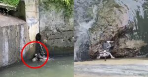 Era caduta nel fiume e non aveva speranza, ma adesso la gattina è al sicuro (VIDEO)