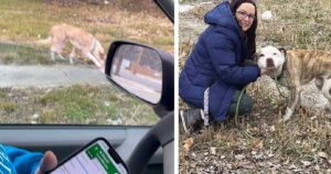 Cane corre incontro ai soccorritori nonostante gravi ferite alle zampe: la sua iniziativa cambia i piani dei volontari (VIDEO)