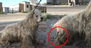 Cagnolino è sopravvissuto 7 mesi in mezzo al nulla con del filo spinato conficcato in una zampa (VIDEO)