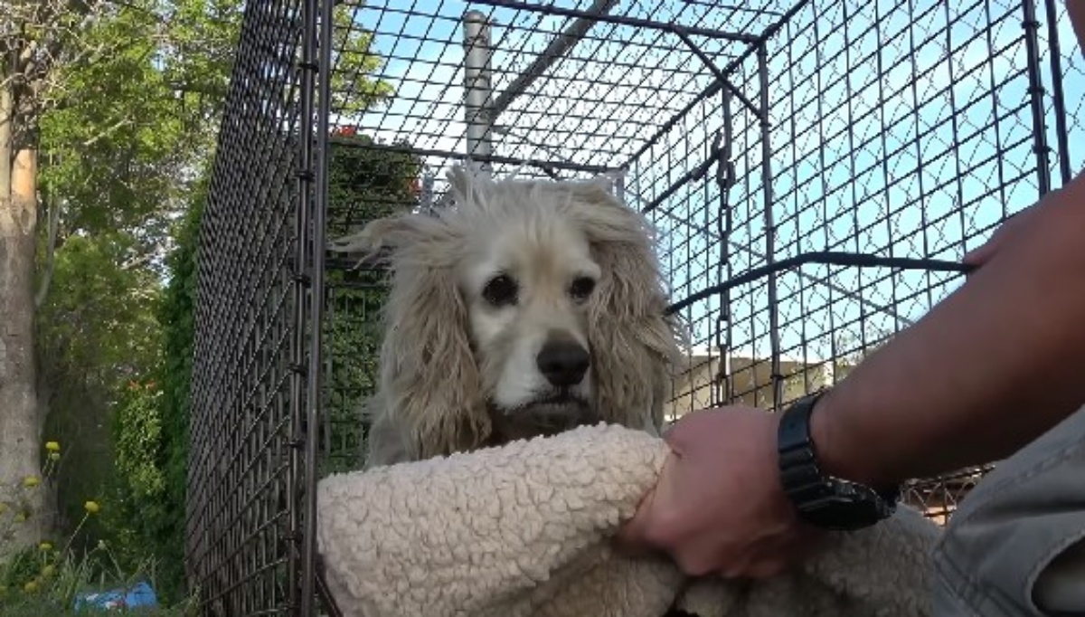 cagnolino spaventato