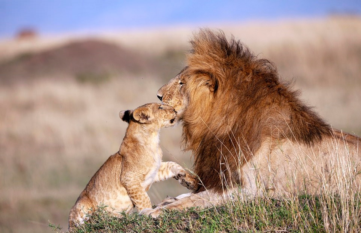 leone e figlio