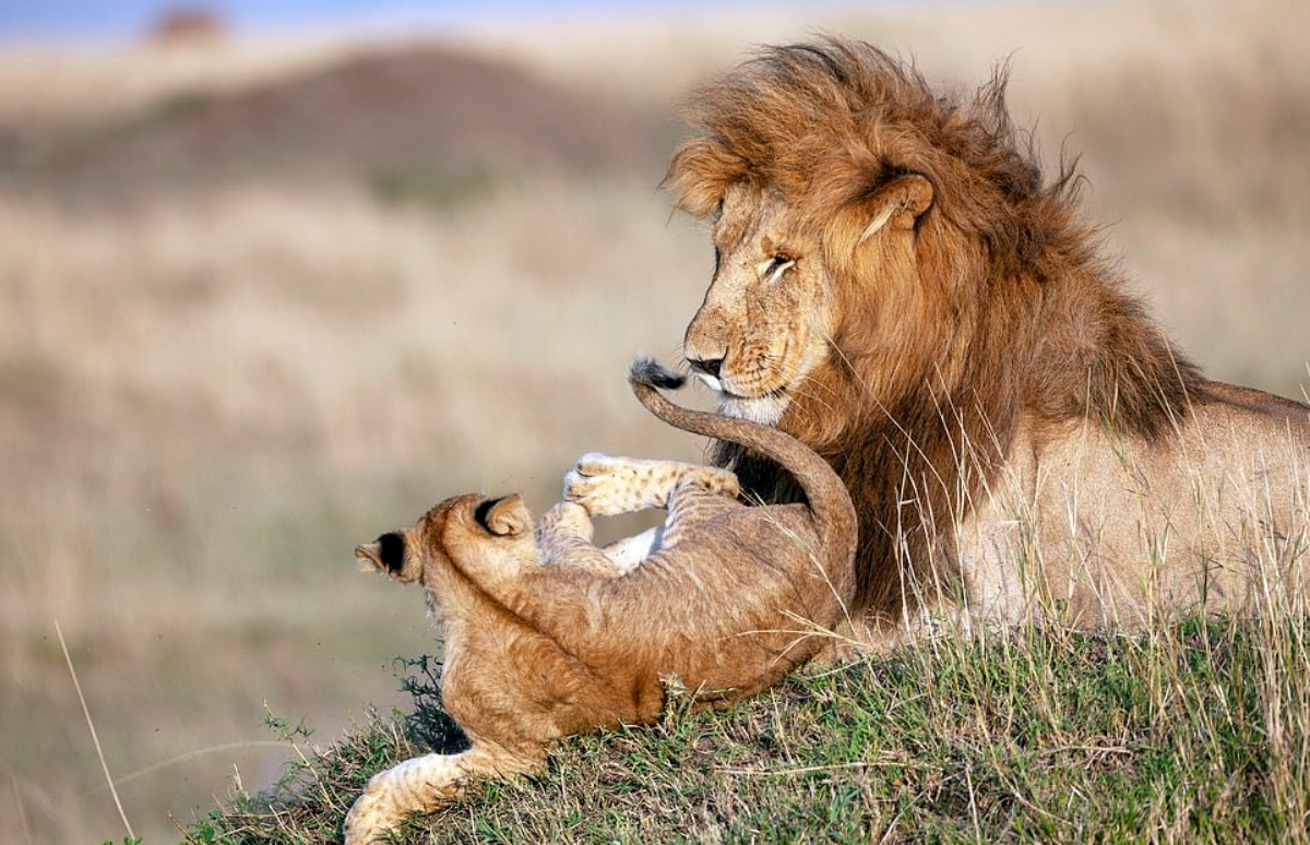 cucciolo e leone che giocano