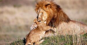 Fotografa cattura un dolcissimo abbraccio tra il cucciolo di leone e il suo papà
