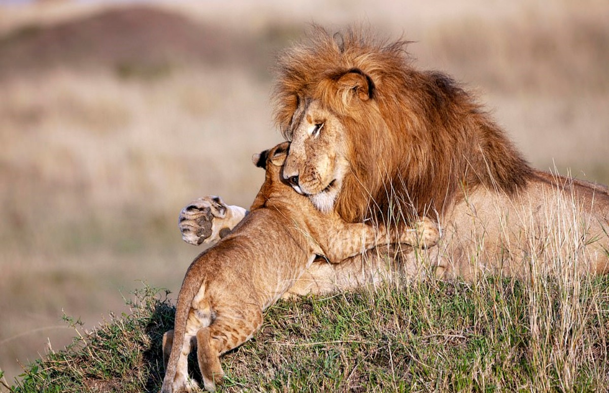 leone abbraccia cucciolo