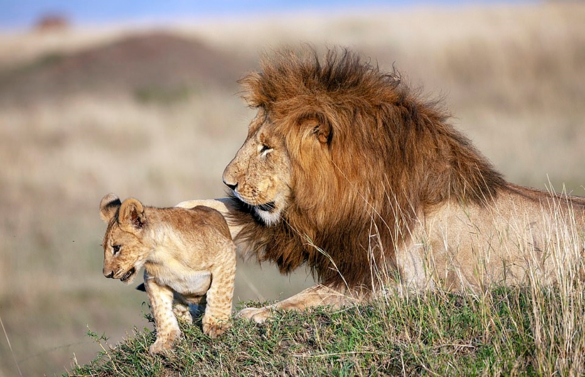 leone e cucciolo