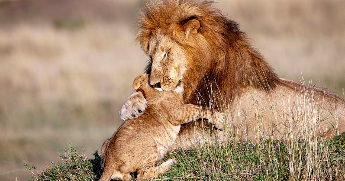 abbraccio tra leone e cucciolo