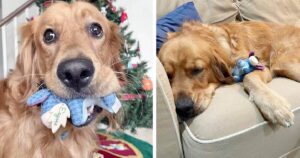 Golden Retriever non può vivere senza il suo amico di pezza e lo sottrae all’albero di Natale tutte le volte che può