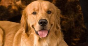 Golden Retriever non contiene la gioia quando scopre di essere stato adottato (VIDEO)