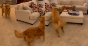 Golden Retriever giocano ad acchiapparella e deliziano gli utenti del web (VIDEO)