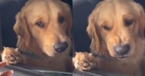 Questo Golden Retriever alternativo confonde gli utenti del web (VIDEO)