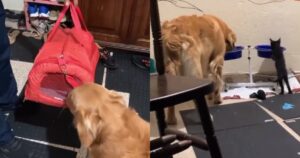 Golden Retriever ama i gatti ma viene rifiutato da loro, fino a quando non prendono un cucciolo e cambia tutto (VIDEO)