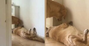 Golden Retriever assonnato preoccupa il fratello canino quando entra nel sonno profondo (VIDEO)